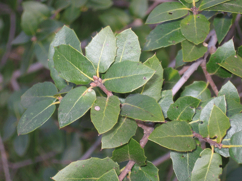 Quercus wislizenii frutescens leaves