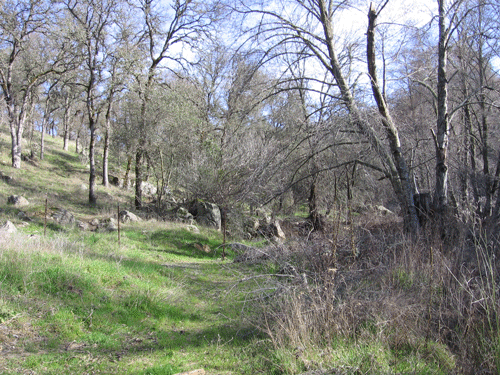 Dry Creek riparian woodland