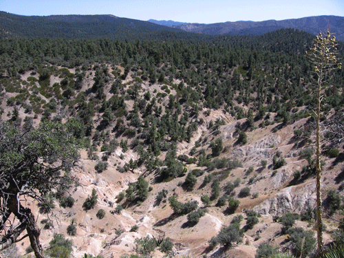 Pinyon-Juniper Woodland with Yucca and badlands