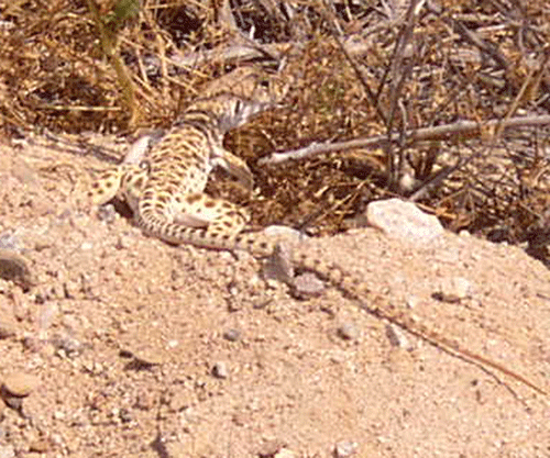 Blunt-nosed Leopard Lizard