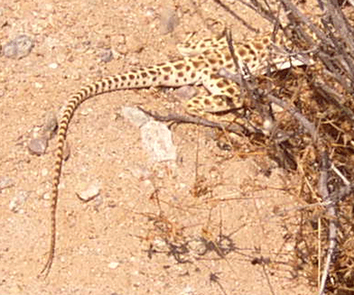 Blunt-nosed Leopard Lizard