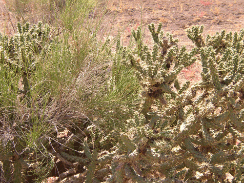 Cholla and Scalebroom