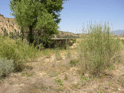 Cuyama River riparian habitat