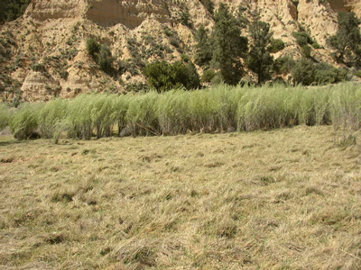 wet meadow with Salix exigua