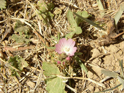 Sidalcea neomexicana