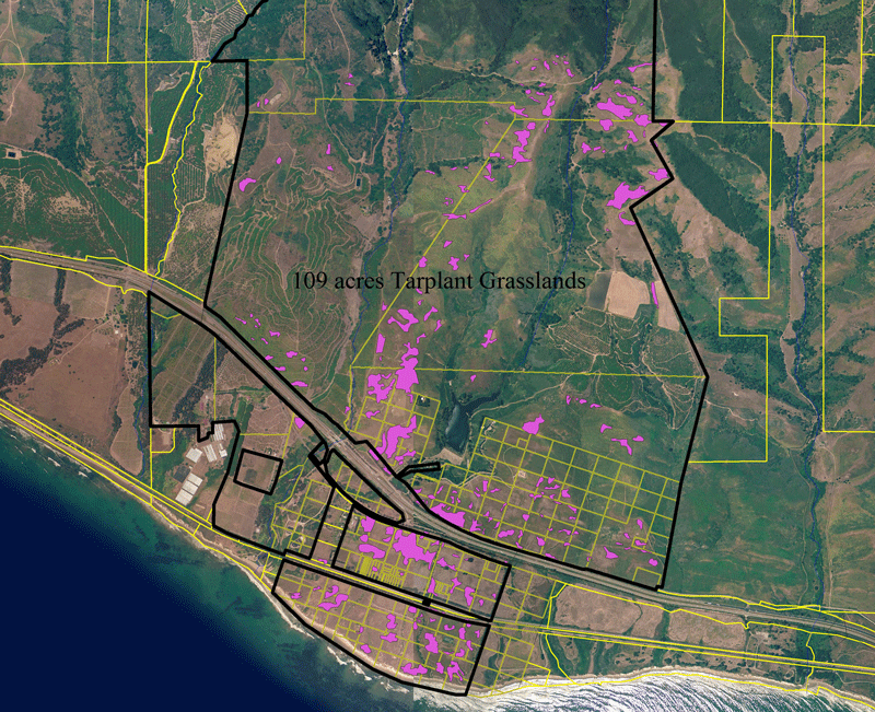 Aerial Photo of Naples Site showing grasslands dominated by Deinandra fasciculata