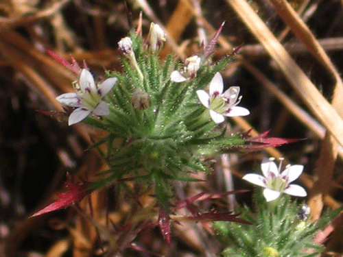 Navarretia ojaiensis photo