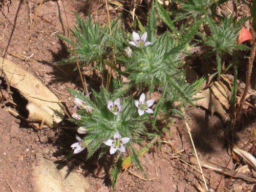 Navarretia ojaiensis photo