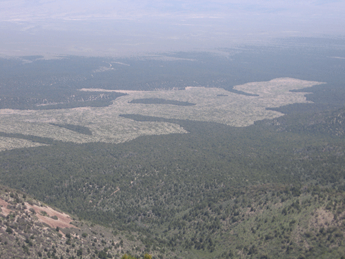 photo of cleared PJW in eastern Nevada by David Magney