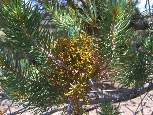 Arceuthobium divaricatum photo by David Magney