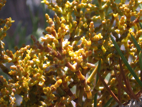 Arceuthobium divaricatum close-up photo by David Magney