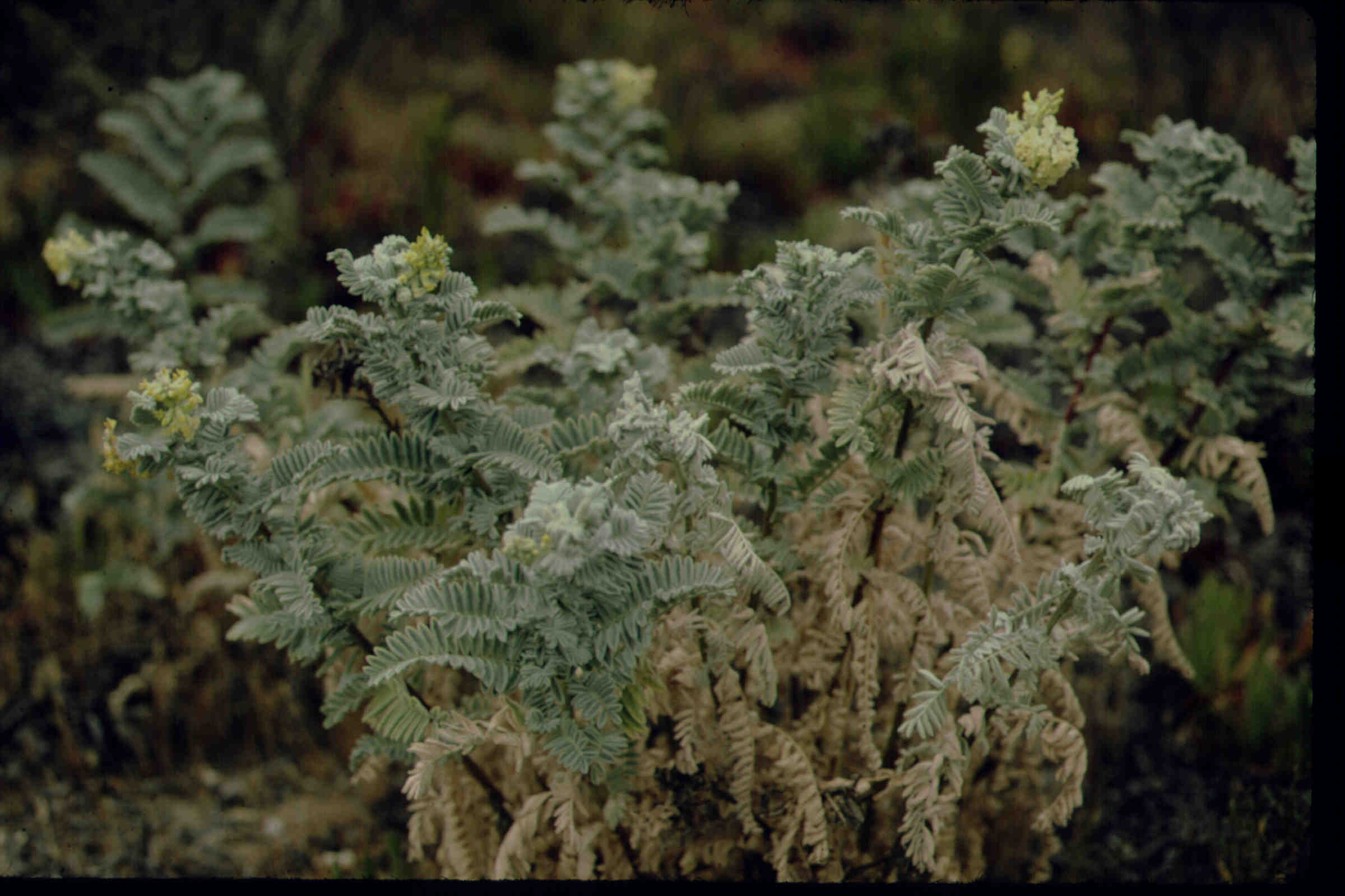Astragalus pycnostachyus var. lanosissimus - by Rick Burgess