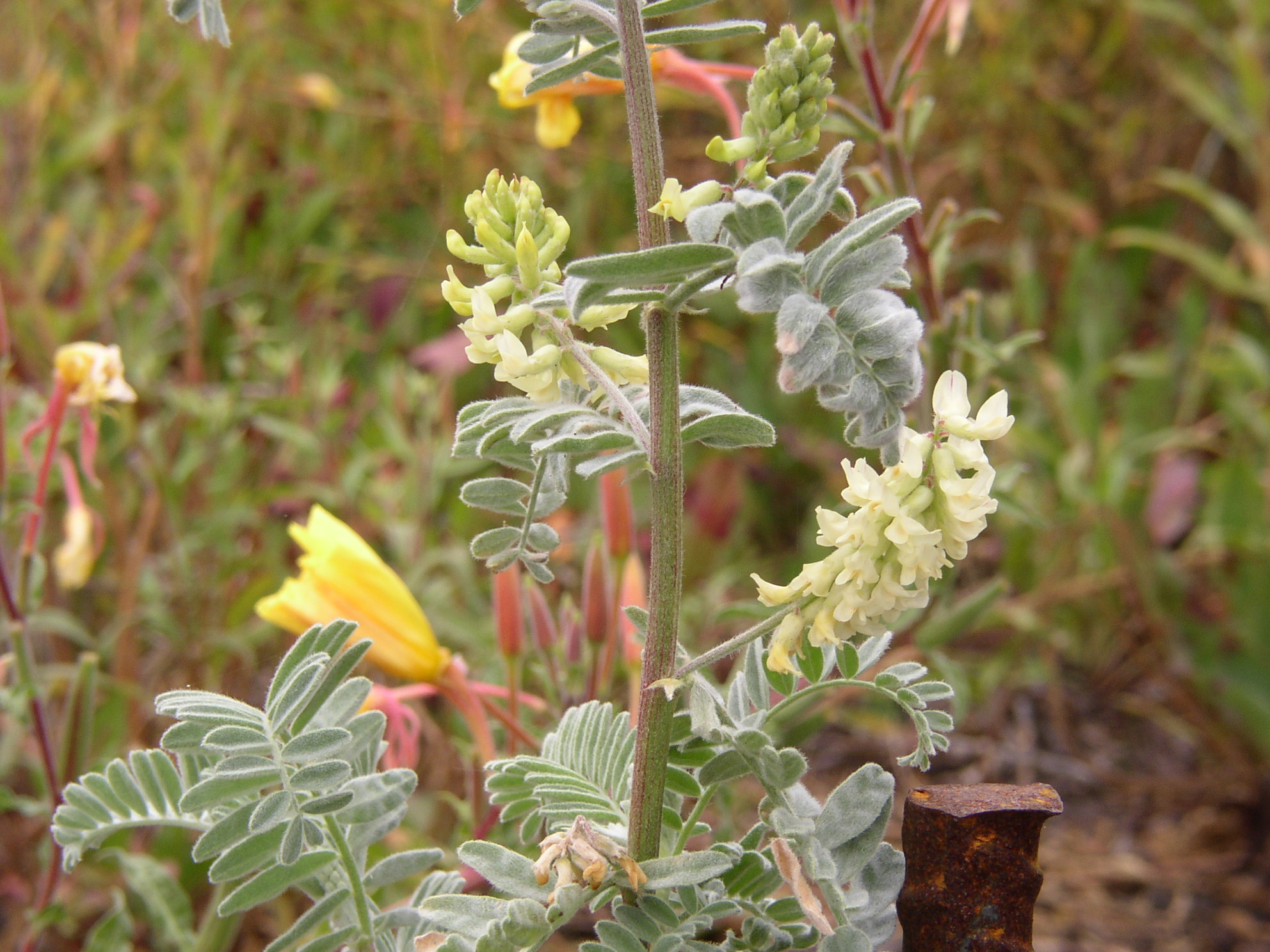 Astragalus pycnostachyus var. lanosissimus
