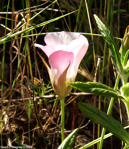 Calochortus catalinae photo