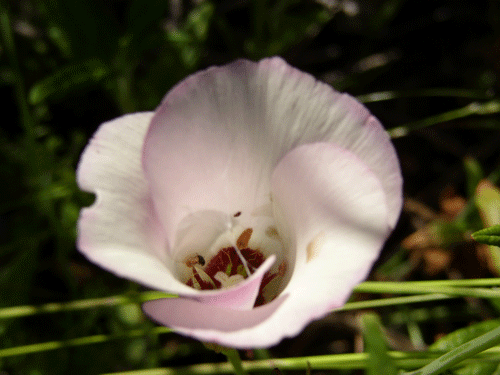 Calochortus catalinae photo