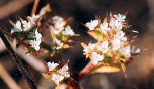 Chorizanthe parryi var. fernandina photo