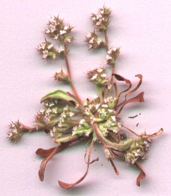 Chorizanthe parryi var. fernandina scan