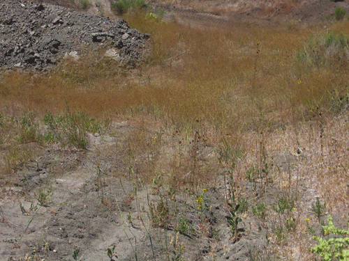 Eriogonum clavatum habitat photo