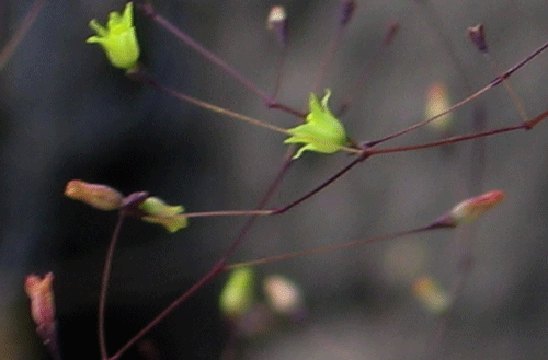 Eriogonum clavatum flowers photo