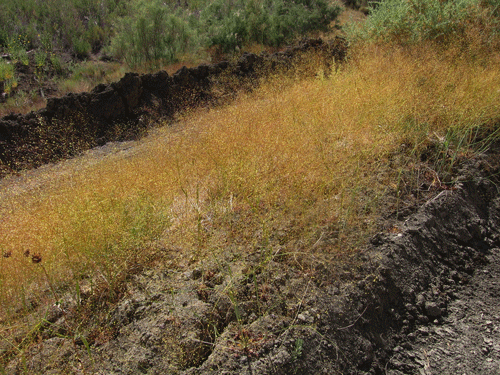 Eriogonum clavatum habitat photo