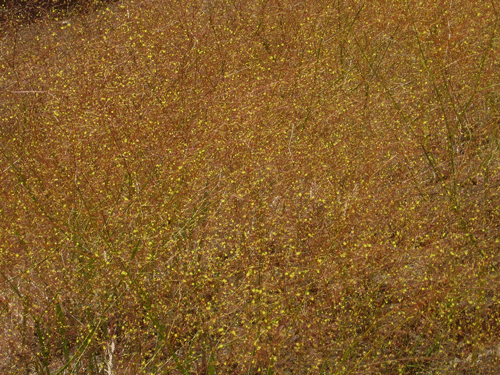 Eriogonum clavatum photo