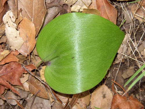 Fritillaria ojaiensis 1st leaf photo