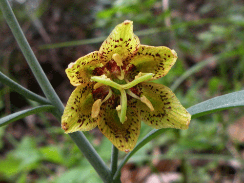 Fritillaria ojaiensis flower photo