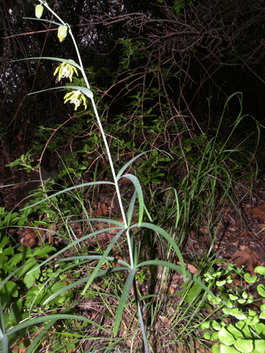 Fritillaria ojaiensis plant photo