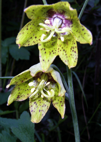 Fritillaria ojaiensis flower photo