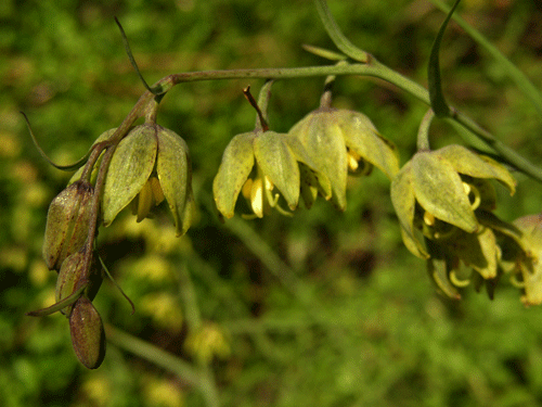 Fritillaria ojaiensis flower photo