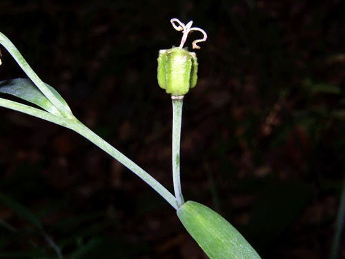 Fritillaria ojaiensis fruit photo