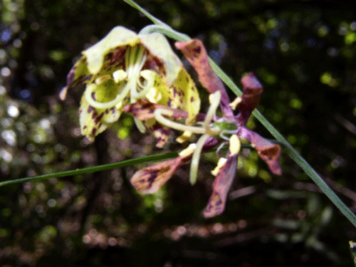 Fritillaria ojaiensis flower photo