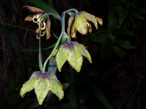 Fritillaria ojaiensis flower photo