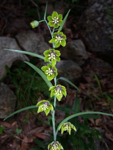 Fritillaria ojaiensis flower photo