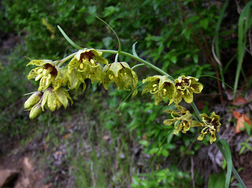 Fritillaria ojaiensis flower photo