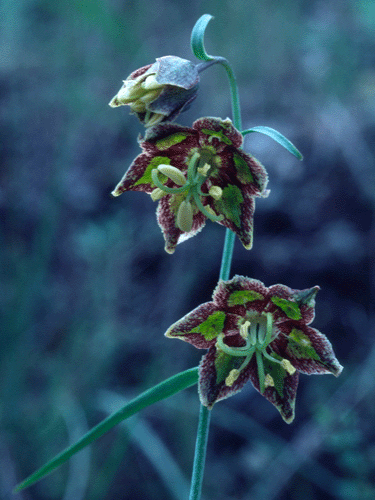 Fritillaria cf ojaiensis flower photo by John Chesnut