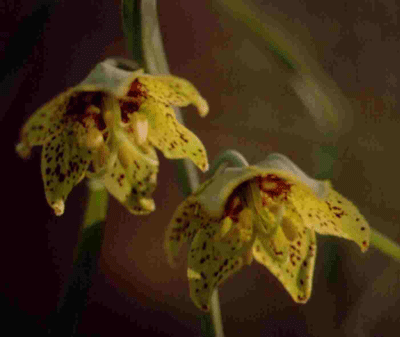 Fritillaria ojaiensis flower photo