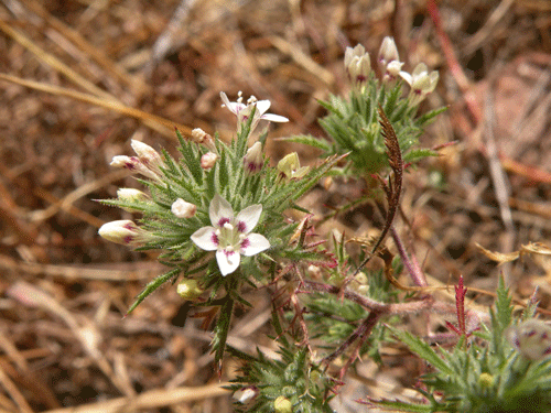 Navarretia ojaiensis w/white flowers