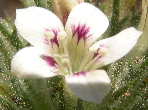 Navarretia ojaiensis w/white flowers