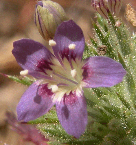 Navarretia ojaiensis w/blue flowers