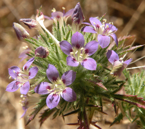 Navarretia ojaiensis w/blue flowers