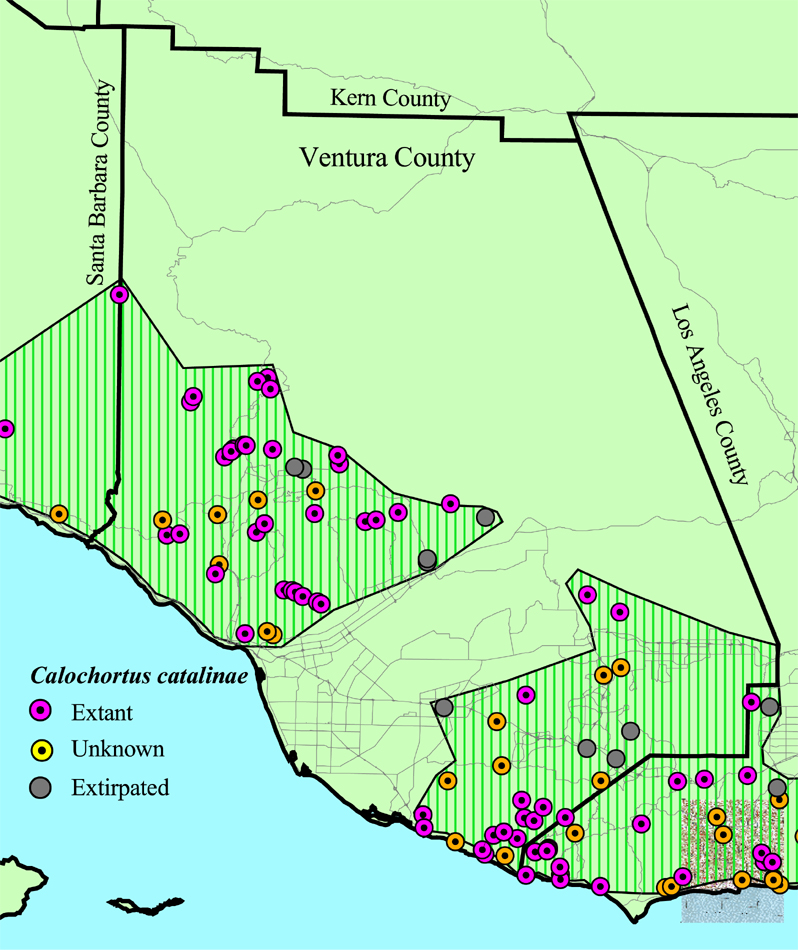 Occurrences of Calochortus catalinae in Ventura County